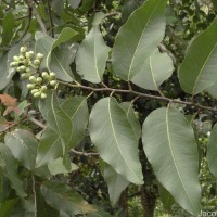 Eucalyptus deglupta Blume